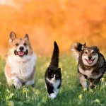 Traducción Veterinaria